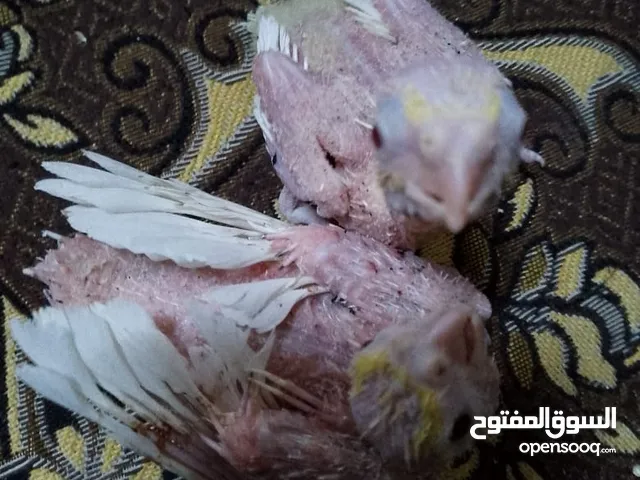 مجموعة طيور جواز كلها شغاله أن شاء الله
