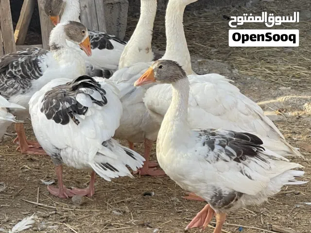وز منتج للبيع