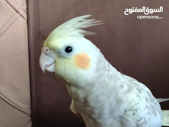 ببغاء كوكتيل (كروان) للبيع بسعر مناسب