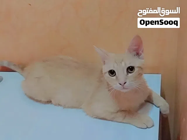 للتبني قطط شيرازيه ذكر وانثى العمر 4 شهور الانثى حامل