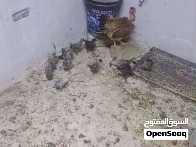 دجاجه مع 14 فرخ فيومي
