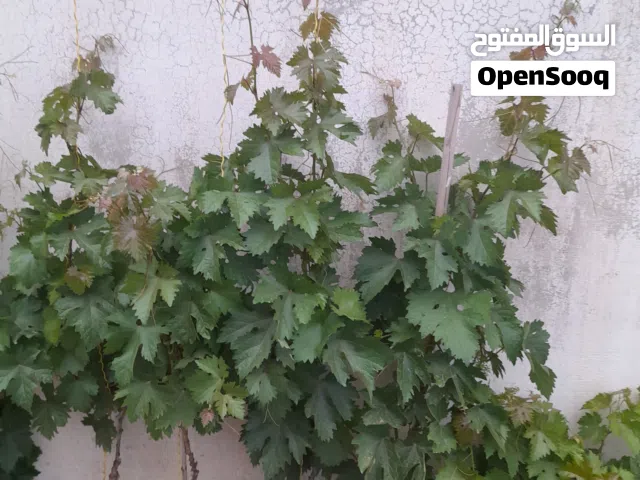 بسم الله الرحمن الرحيم يوجد  دوالي اخذاري وسماري بلدي للبيع فيه دوالي مترين ونص ودولالي متر ونص