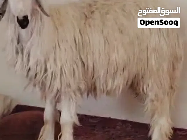 خروف طلي الوزن 43 كيلوة