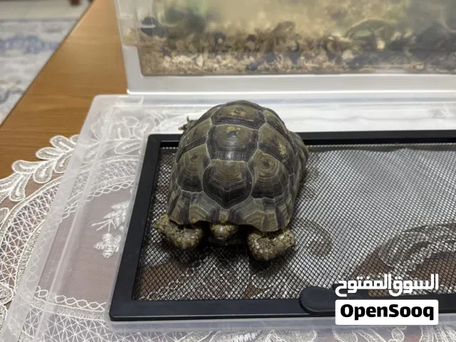 السلحفاة اليونانية البرية للبيع. Greek Tortoise - for sale
