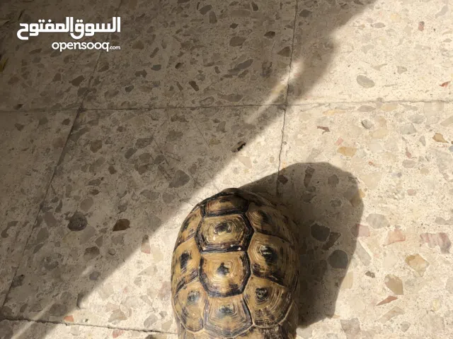 سلحفاة للبيع بسعر مغري