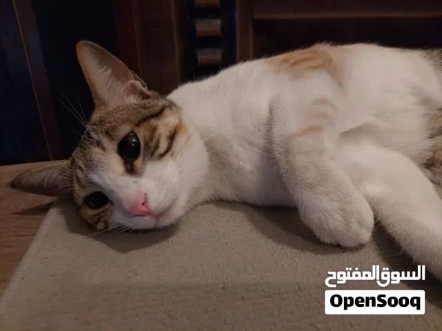 Female calico cat, almost 1 year old, friendly.