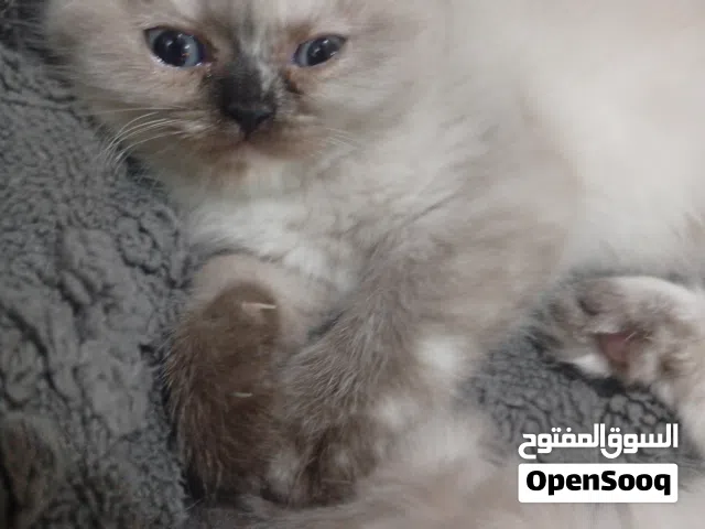 قطتين تؤام عمرهم شهرين تقريبا للبدل لعوبات جدا