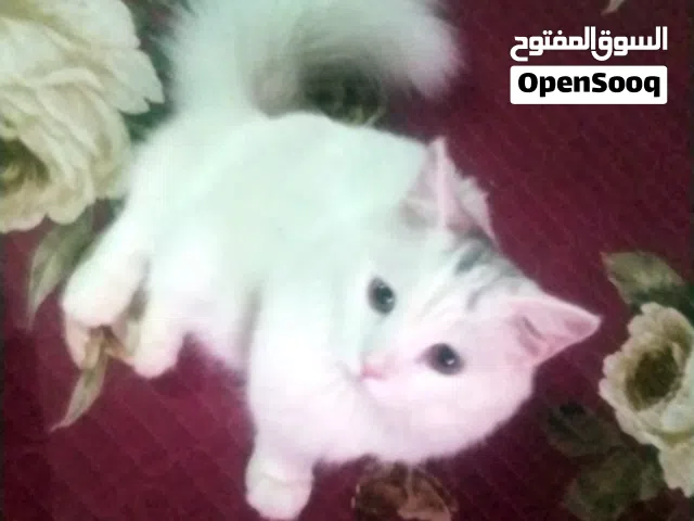 قط للبيع في الحديده