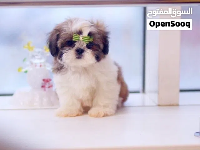 Two Shitzu Puppies Needs a New Family
