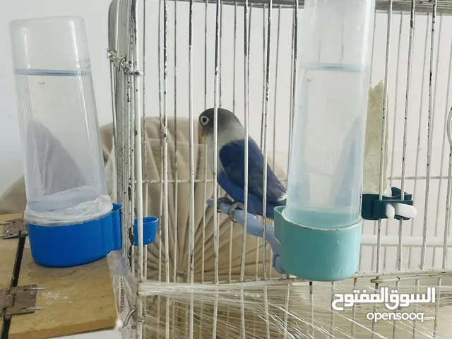 موجود جوز فيشر لون مميز للبيع او للبدل