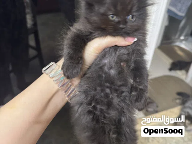 Kittens for adoptions