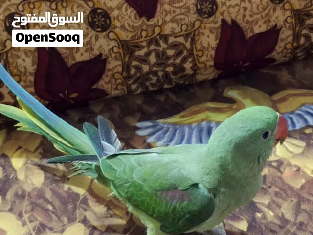 ببغاء درا النيبالي