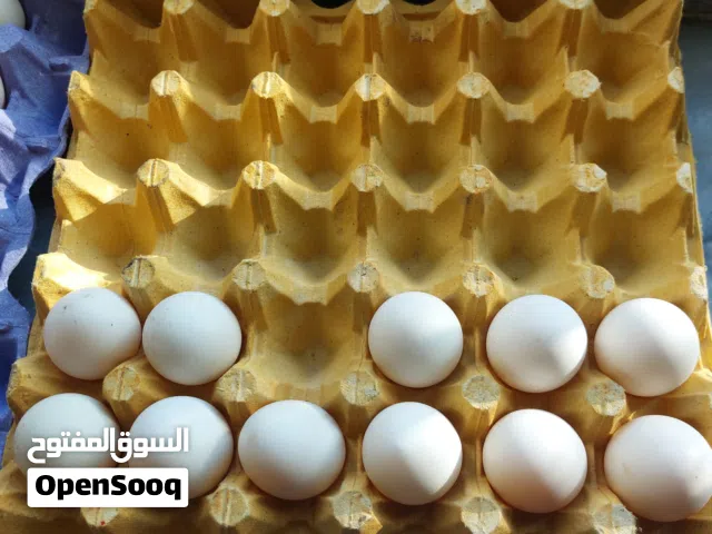 بيض بلدي للتفقيس