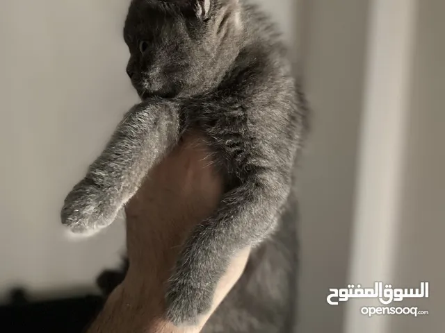 برتش سكوتش ستريت (للتبني بمقابل بسيط)