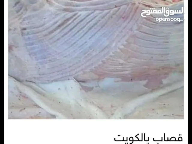 قصاب بالكويت لجميع انواع الذبابح وكل عام وانتم بخير ابو عادل