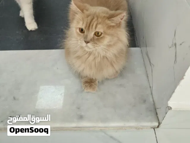 للتبني قط شيرازي عمر سنتين و شوي