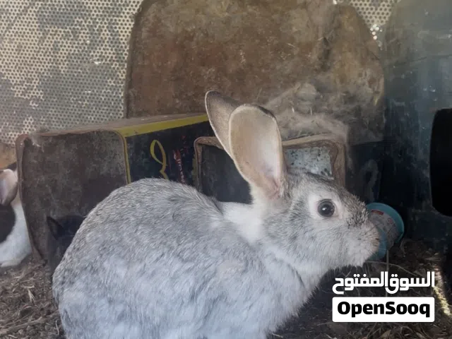أرانب للبيع ذكور وإناث كبير وصغير كبير وصغير الحجم فرنسي وبلدي