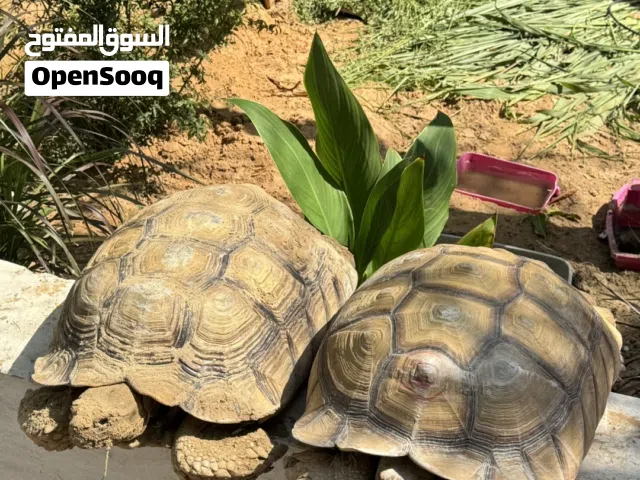 زوج سلكاتا منتج