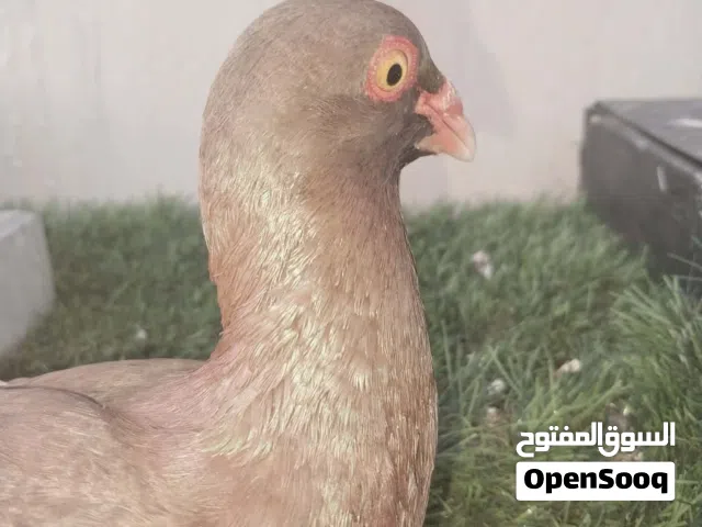 حمام أنواع أشكال للبدل على حمام كشش أو للبيع