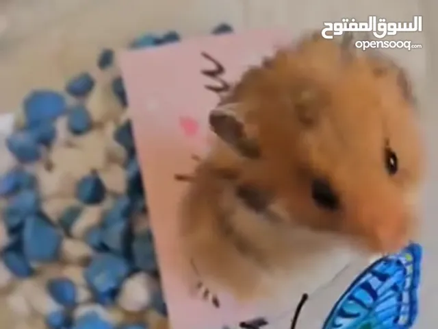 “هامستر سوري بني لطيف مع كامل مستلزماته.