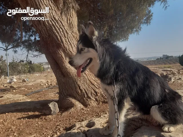 كلبه هاسكي السيبير  للبيع