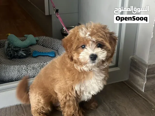 Maltipoo 6 month old puppy girl