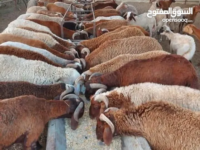 خرفان بلدي اضاحي بسعر حرق