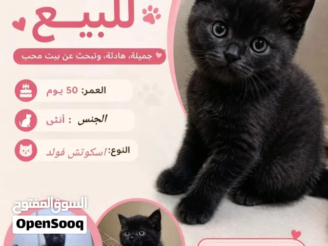 كيتن انثي اسكوتش فولد