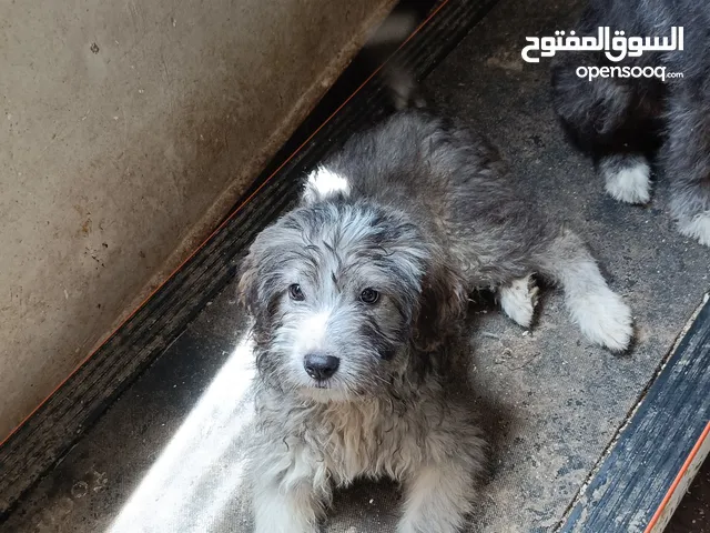 كلاب ارمنت
