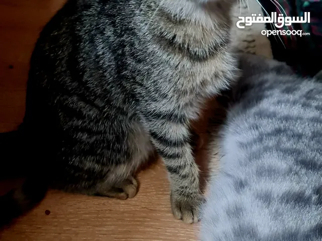 kitten forsale 6 month