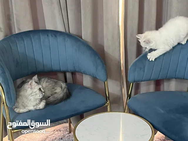 قطه مع بنتها أليفه جداً ولعوبه