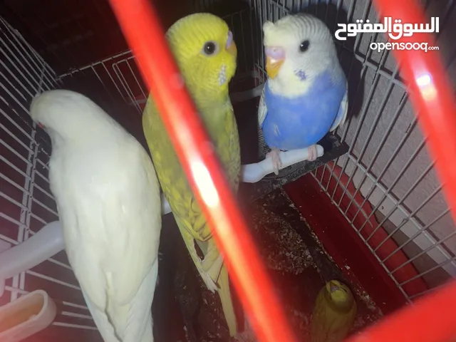 عصافير حب او طيور بادجي ذكور وايناث وزواج