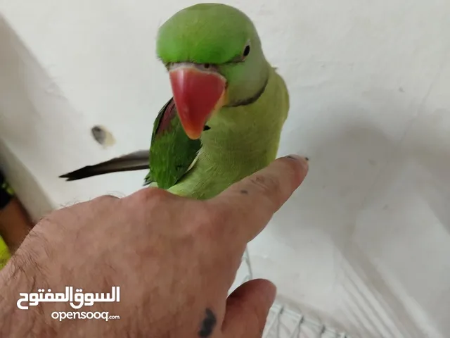 ببغاء نيبالي جامبو