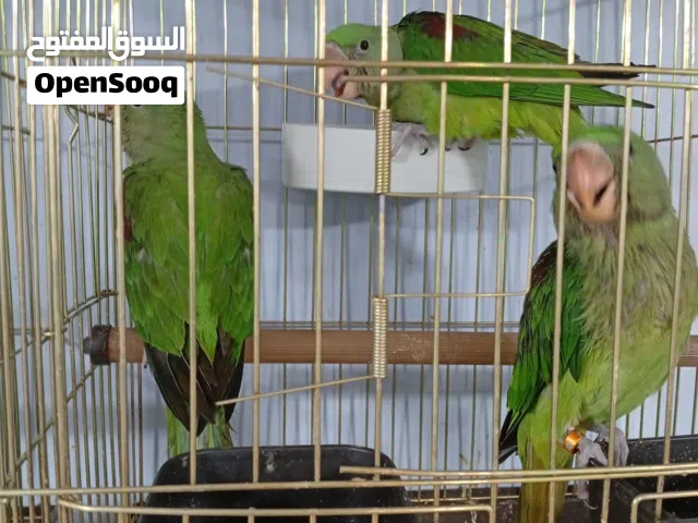 لعشاق الأفراخ والأشياء الزاكية ببغاوات كساندرا عالأول الحق ياكبير تابع الوصف فخر الانتاج الأردني