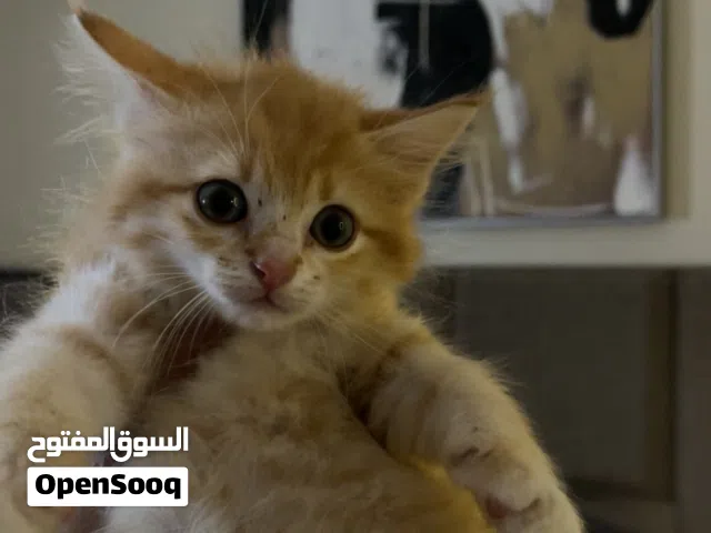 قطط هيمالايا وأم شيرازيه