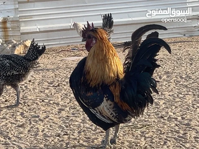 للبيع دجاج عربي بياض شرط
