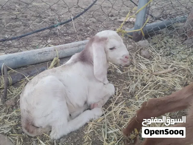 تيس بنجابي اصل مد وشور العمر حوالي سنتين ونصف قابل للتفاوض