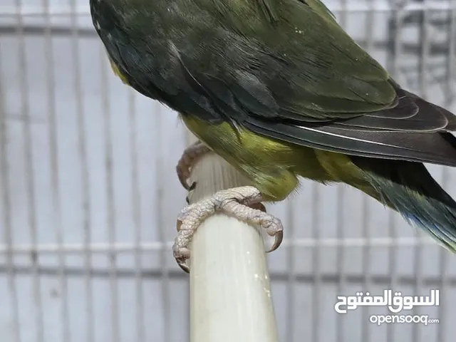 السلام عليكم ورحمة الله وبركاته متاح تكين غندور فيشر الام وابنه