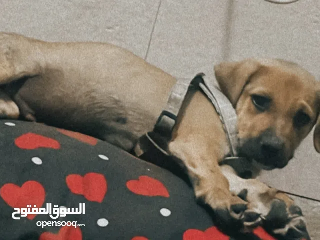 كلب هجين الأب چيرمان و الأم بيتبول 50 يوم عمره  *اقرا الوصف