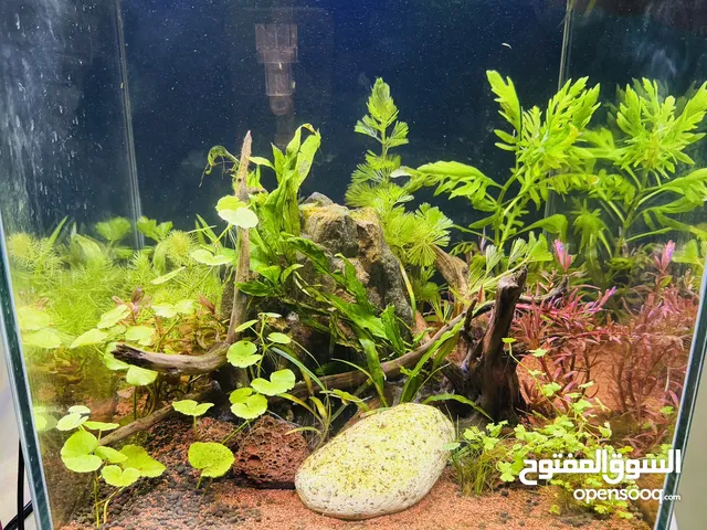 Planted Aquarium tank with WRGB timer light and Filter for 30 rials