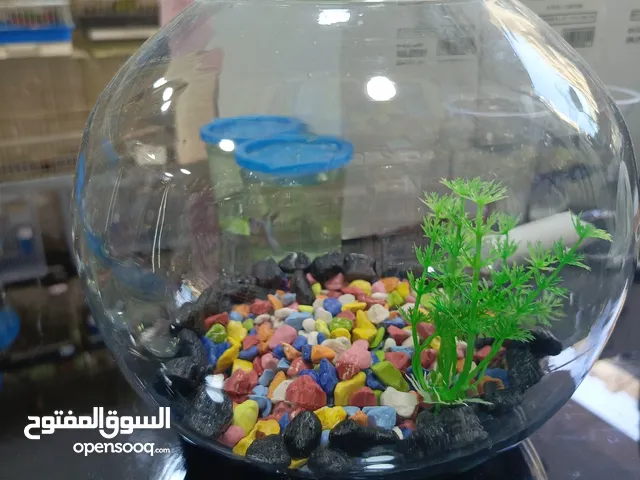 باولة كبيرة قطر19سم مع أكل مع سمكة ب
