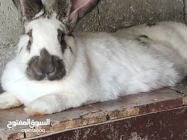 بابيون هجين