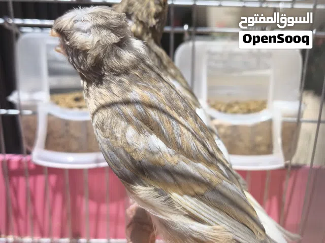 2 ذكورة كناري جاسب انتاج محلي ماشاء الله