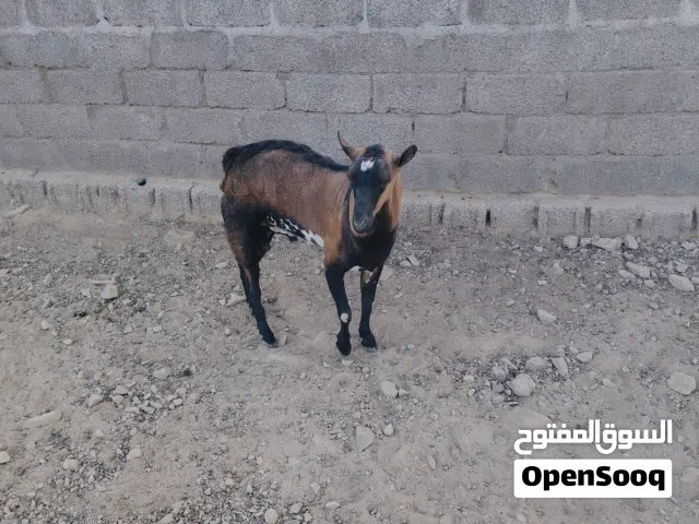 للبيع تيس ظفاري فحل