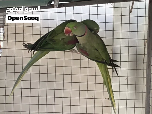 زوج نيبالي منتج + ذكر دره فايلوت
