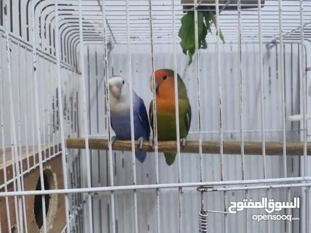 زوج لفبيرد للبيع