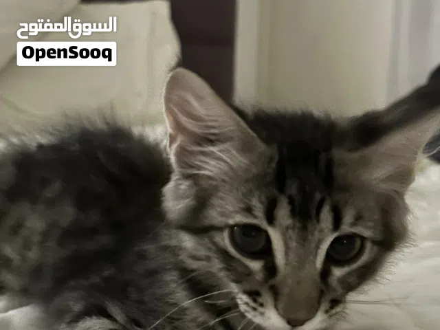 قطه (ذكر )عمره شهرين و جميل لعبو و مطعم و عنده جواز و كل شي