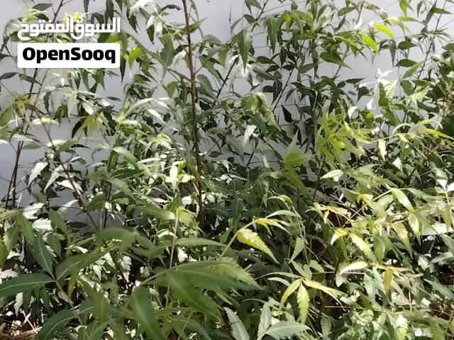شجرة شريش سريع النمو مهم الوصف