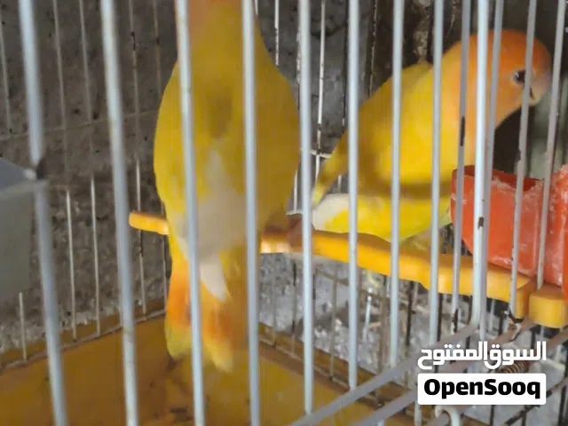 ثلث جواز روز اوبلاين اورنج