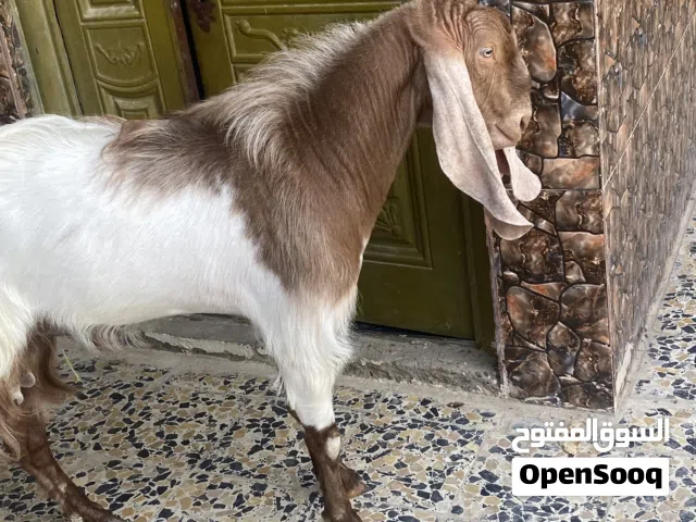 صخل للبيع  500